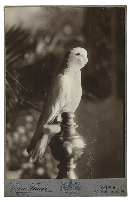 Foto von einem Sittich